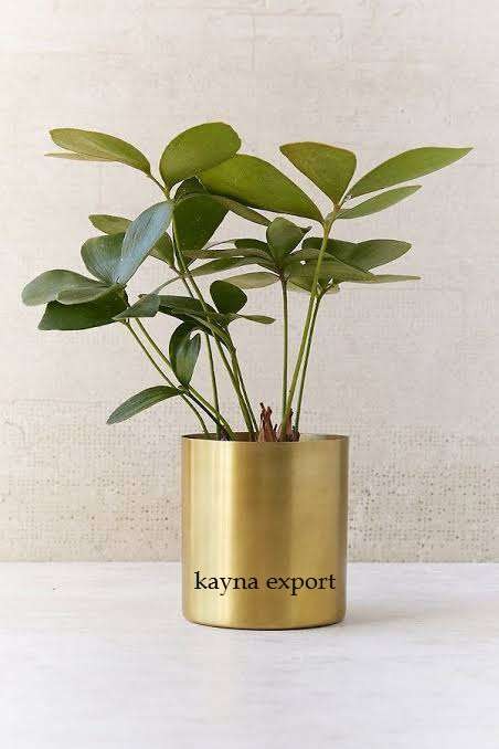 Kayna Export Product