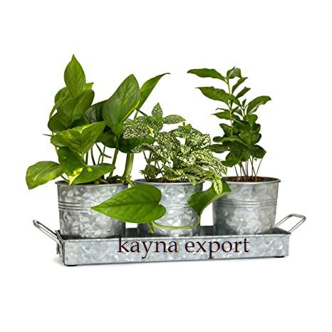 Kayna Export Product